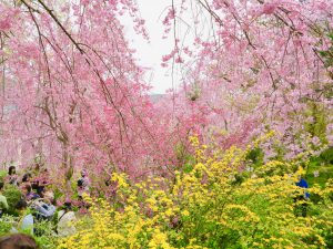 原谷苑桜お花見11