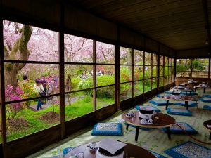 原谷苑桜お花見345