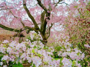 原谷苑桜お花見222