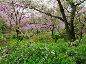 原谷苑桜お花見2