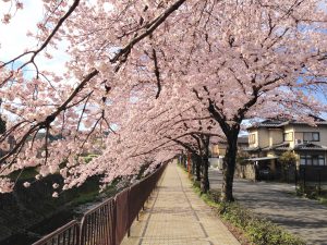 京都桜お花見穴場岩倉7