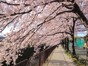 京都桜お花見穴場岩倉4
