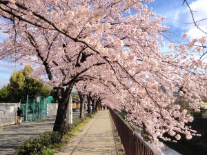 京都桜お花見穴場岩倉3