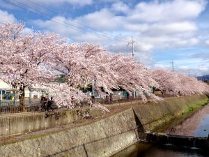 京都桜お花見穴場岩倉1
