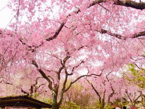 原谷苑桜お花見88