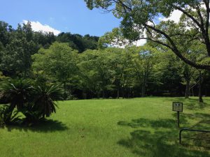 宝ヶ池公園夏56