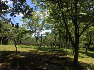宝ヶ池公園夏88