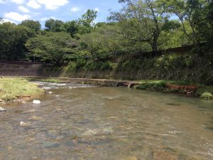 宝ヶ池公園夏3