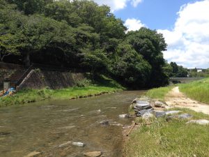 宝ヶ池公園夏1
