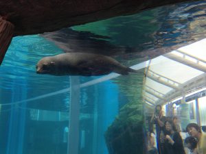 京都水族館111
