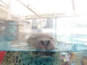 京都水族館19