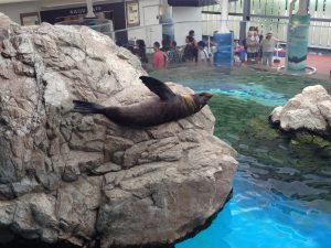 京都水族館17