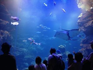 京都水族館16