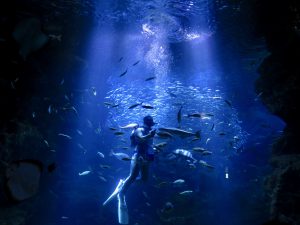 京都水族館39303