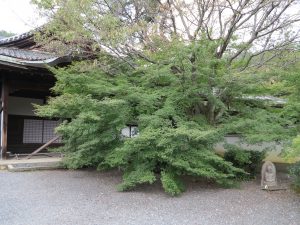 実相院12