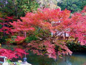 金戒光明寺556