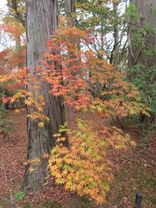 真如堂(真正極楽寺)234