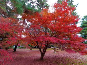 京都御苑17