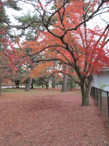 京都御苑8