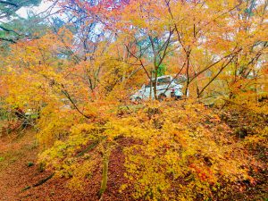 宝ヶ池公園紅葉13
