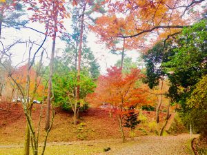 宝ヶ池公園紅葉12
