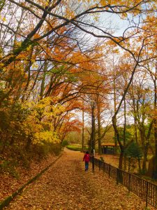 宝ヶ池公園紅葉1111