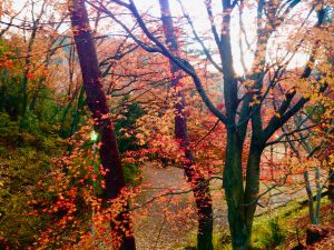 宝ヶ池公園紅葉