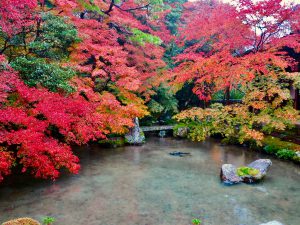 蓮華寺紅葉8