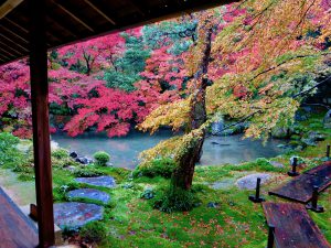 蓮華寺紅葉7