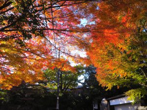 東福寺紅葉26