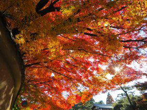 東福寺紅葉25