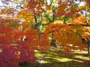 東福寺紅葉19