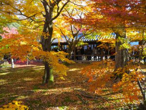 東福寺紅葉19