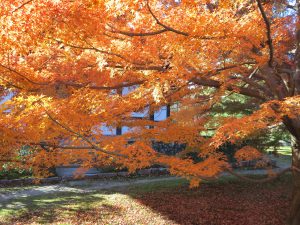 東福寺紅葉17