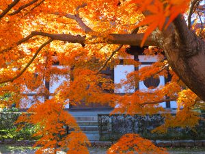 東福寺紅葉16