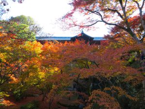 東福寺紅葉14