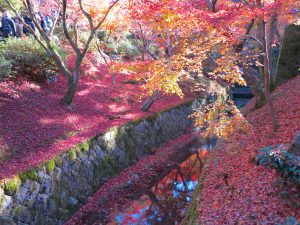 東福寺紅葉12