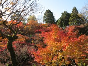 東福寺紅葉11