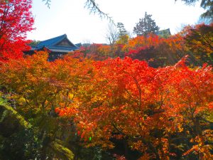 東福寺紅葉0