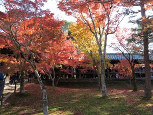 東福寺紅葉8