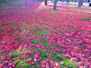 東福寺紅葉7