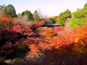 東福寺紅葉5