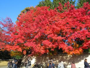 東福寺紅葉1
