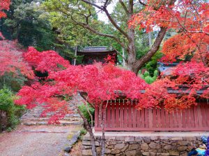 神護寺紅葉3
