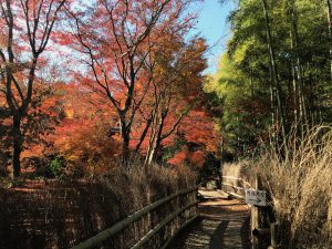 指月庵紅葉2