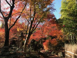 指月庵紅葉1