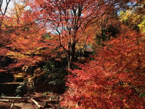指月庵紅葉3