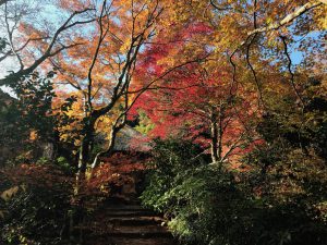 指月庵紅葉4