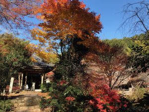 指月庵紅葉11
