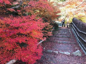 指月庵紅葉16